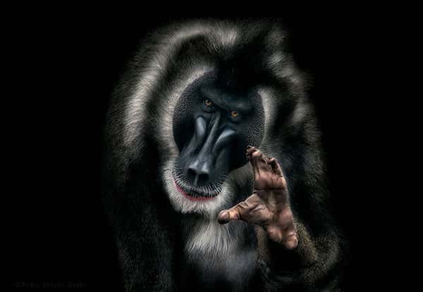 Ce mandrill est victime, avec d'autres primates, de la disparition de son habitat. © Pedro Jarque Krebs