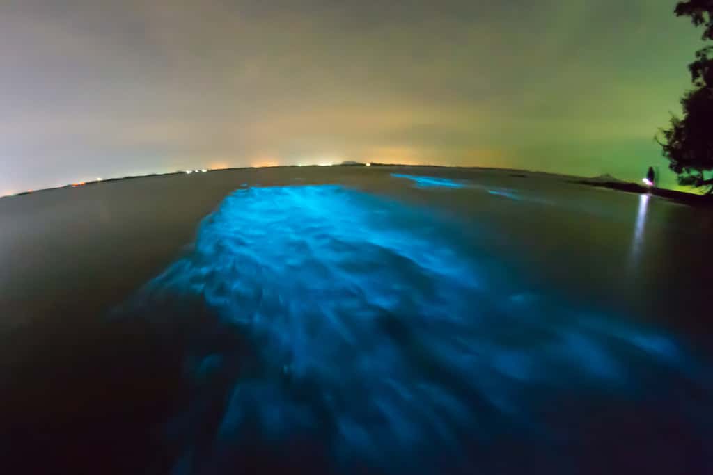Plancton bioluminescent à Krabi, en Thaïlande. © Ilya Sviridenko, fotolia