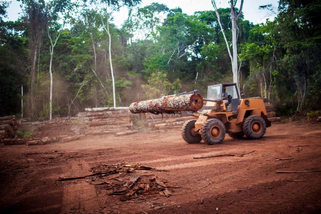En Amérique du Sud, les plantations agricoles ont dégradé ou détruit la capacité de la forêt amazonienne à séquestrer le dioxyde de carbone. © Marcio Isensee e Sá, Adobe Stock