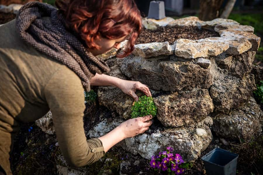 Installation de'une plante dans une fissure du muret en pierres. © M.Dörr & M.Frommherz, AdobeStock