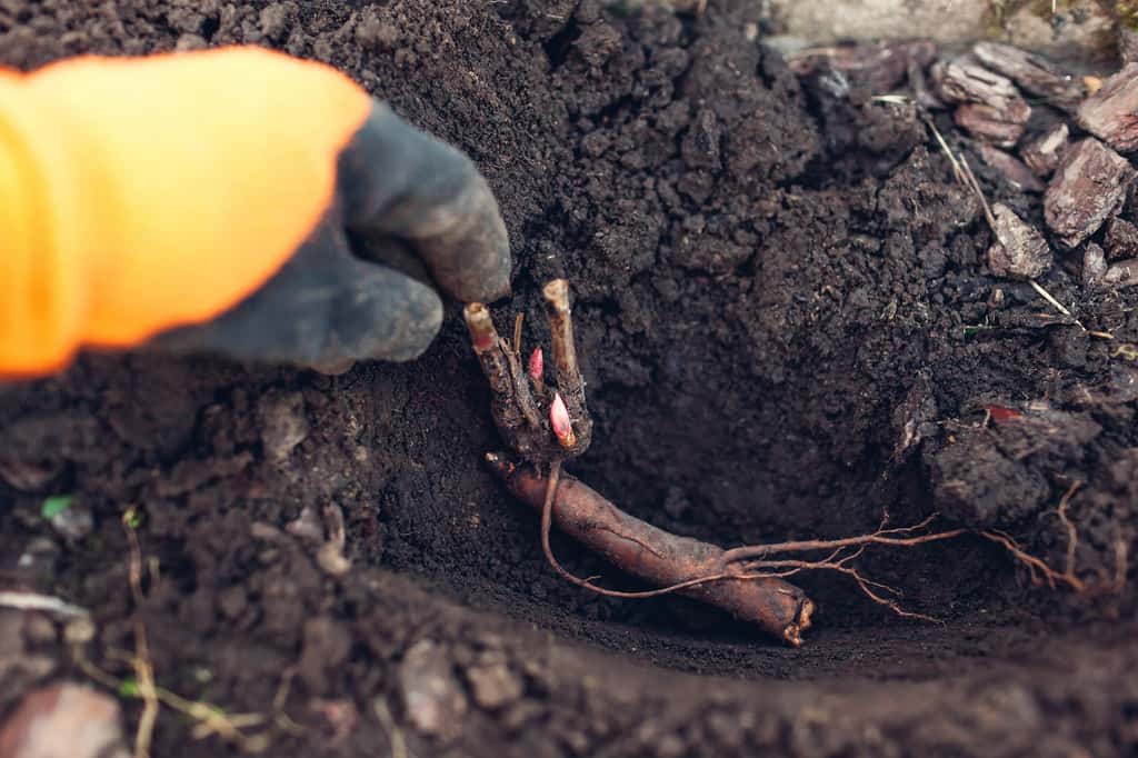 Plantation d'une pivoine avec les racines nues : placez les bourgeons vers le haut. © maryviolet, Adobe Stock