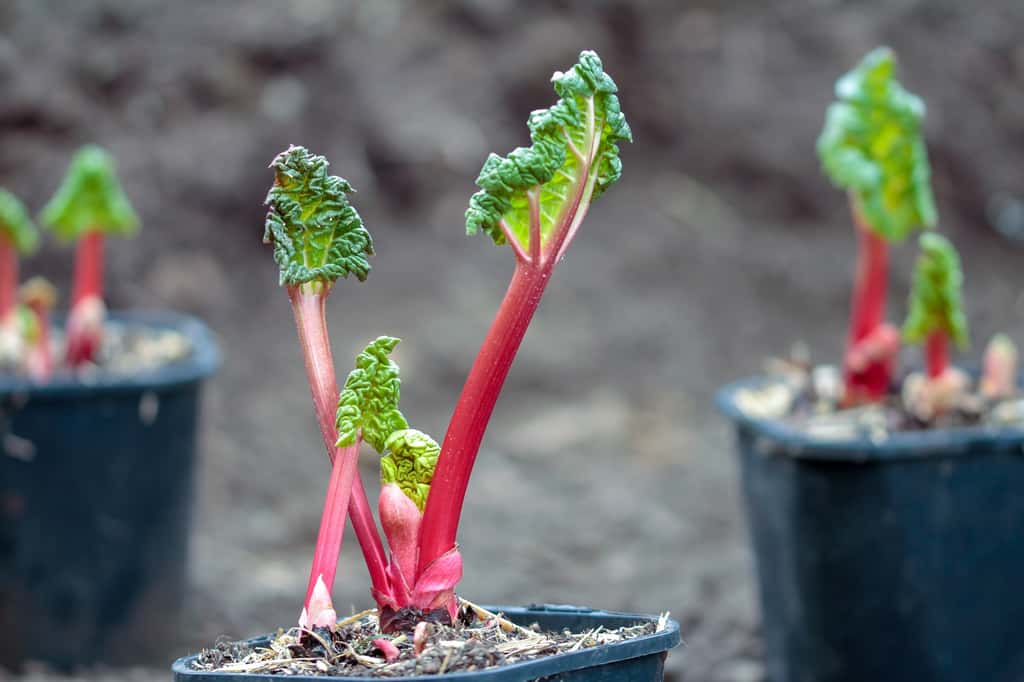 Prévoir un bon mètre de chaque côté pour installer les jeunes plants de rhubarbe en pot. © TwilightArtPictures, Adobe Stock
