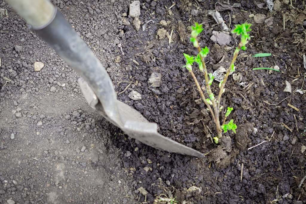  Bien ameublir la terre pour réussir la mise en terre d'un groseillier en racines nues. © Ilya, Adobe Stock