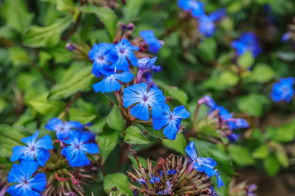 Les plantes couvre-sol embellissent le sol tout en bloquant les mauvaises herbes. © yujie chen, iStock