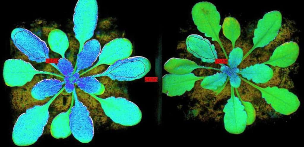 La fluorescence est une lumière dans le proche infrarouge émise par le cœur de l'activité photosynthétique d’une plante, après absorption de la lumière du soleil par la chlorophylle. Elle reflète l'efficacité de la photosynthèse et la santé de la végétation. © ESA, U. Rascher, Forschungszentrum Jülich