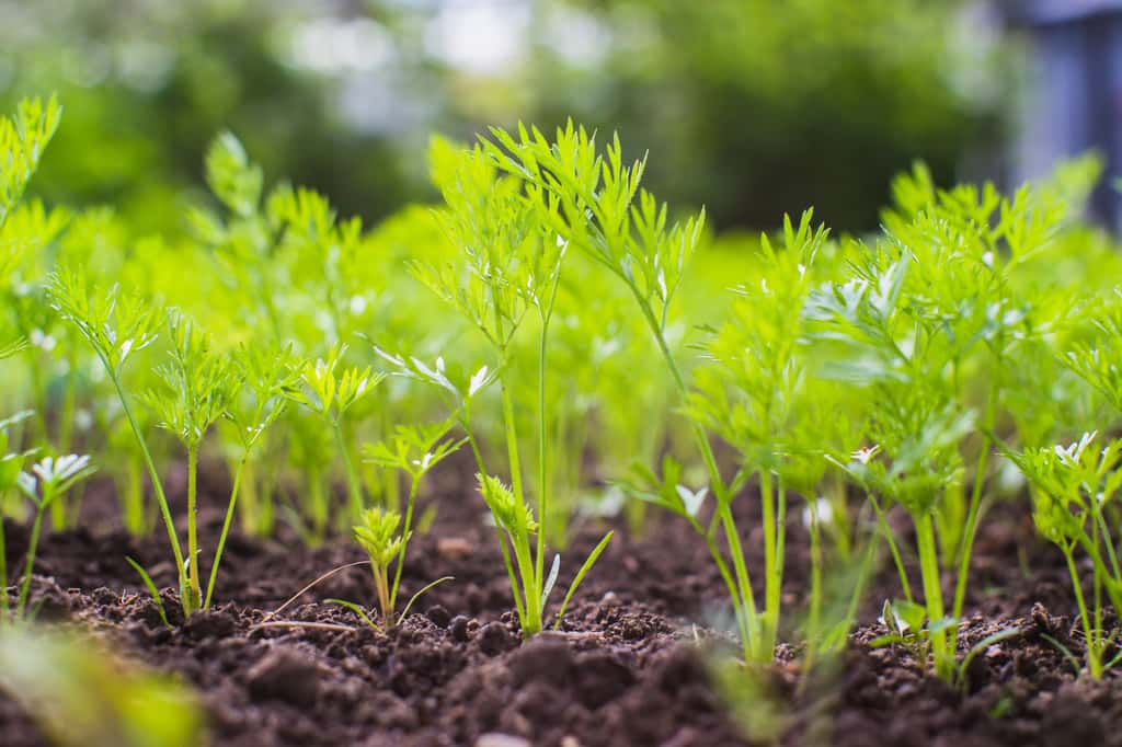 Semées en fin d'année, ces jeunes pousses de carottes ont bien poussé ! © shaploff, Adobe Stock