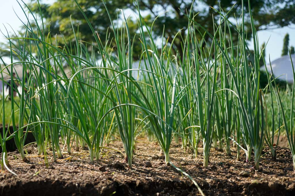 Plantées en rang d'oignons, les échalotes grises sont celles qui supportent le mieux le froid. © sagoe, Adobe Stock