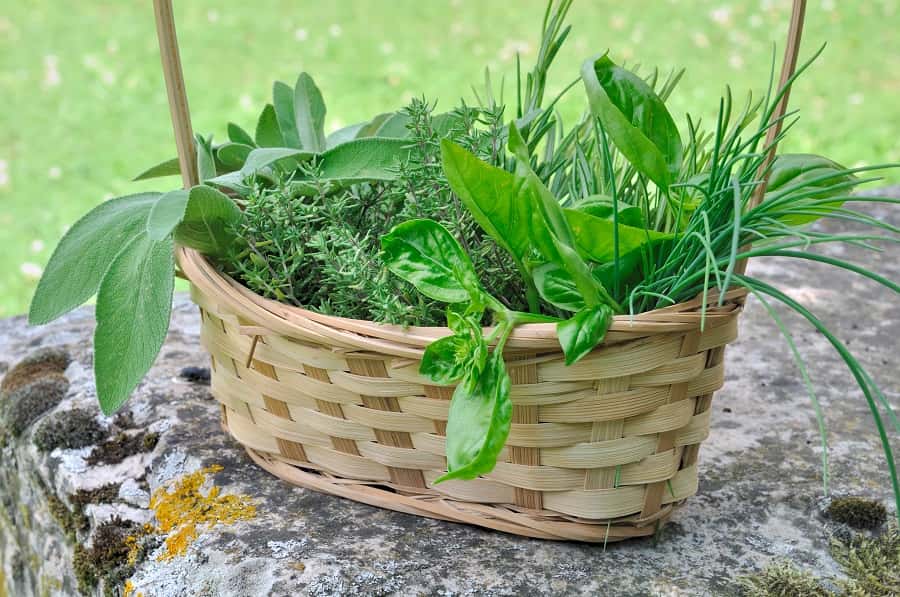 Un plein panier d'herbes aromatiques à cultiver dans son jardin ou sur son balcon. © Coco, Adobe Stock