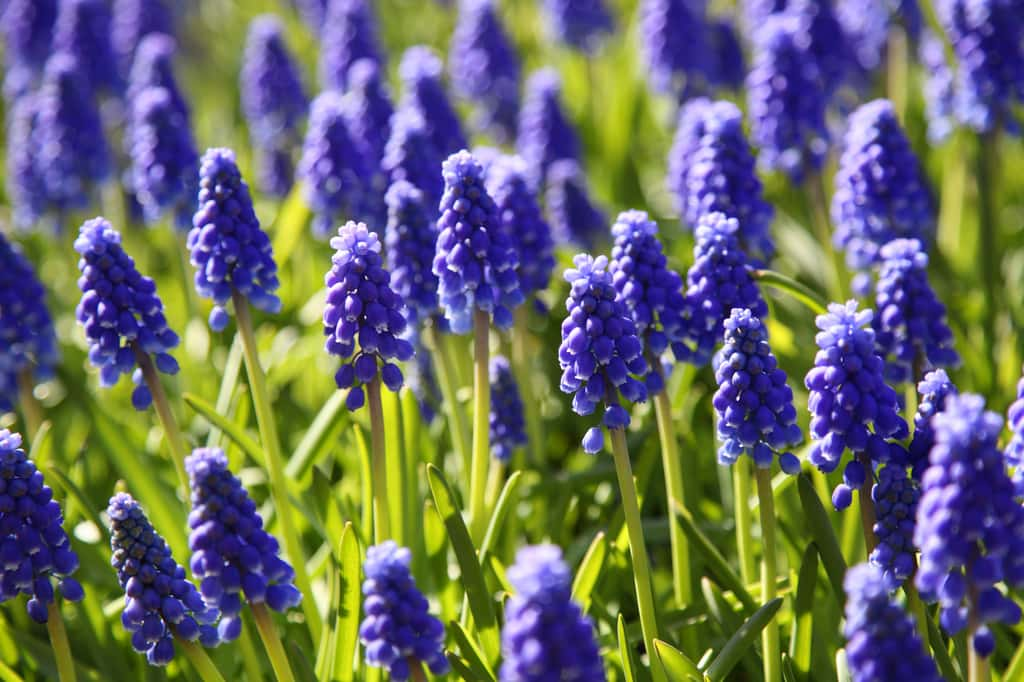 Du muscari pousse à foison dans votre jardin ? Votre sol est carencé en potasse. ©shambelle, Adobe Stock