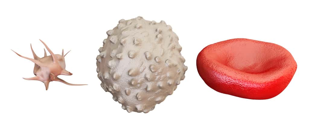 Les plaquettes (à gauche) sont des fragments cellulaires issus de grosses cellules : les mégacaryocytes. Au milieu : un lymphocyte. À droite : un globule rouge. © alexlmx, Fotolia