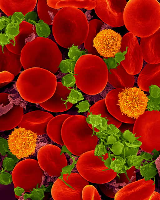 Les plaquettes (ici en vert) jouent un rôle dans la coagulation. En rouge : hématies, en orange : lymphocytes. © ZEISS Microscopy, Flickr, CC BY NC ND 2.0
