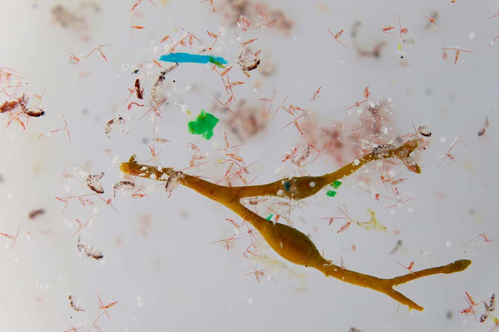 Un mélange de plancton et de microplastiques prélevé par l’expédition Tara Oceans. © Anna Deniaud, fondation Tara Expéditions