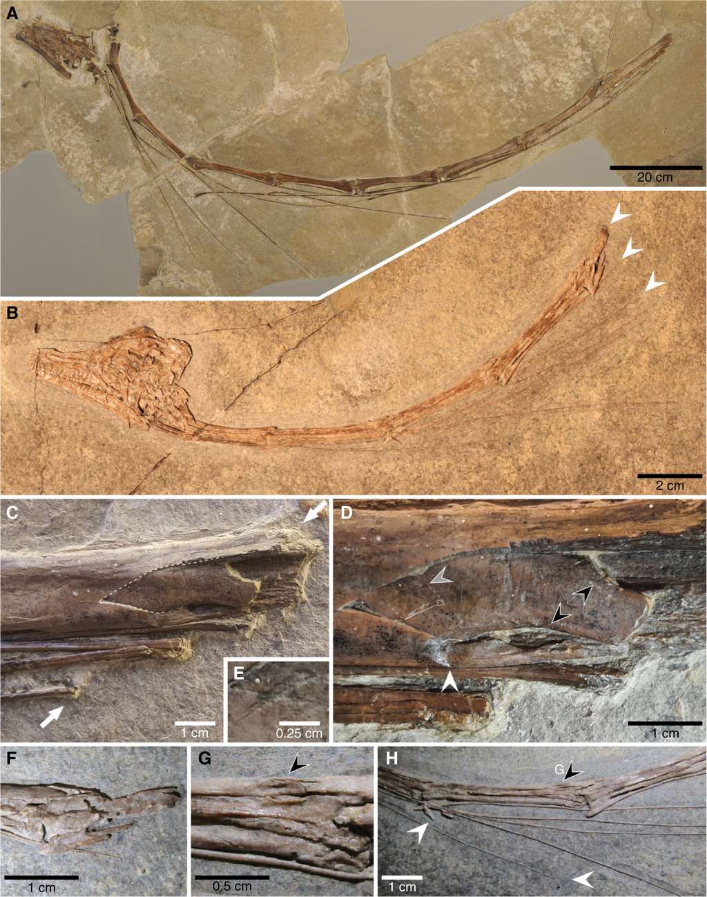 Ces fossiles appartiennent à deux espèces du genre <em>Tanystropheus</em>, <em>T. hydroides</em> (A,C–E) et <em>T. ongobardicus</em> (B,F–H), qui présentent toutes deux des côtes cervicales. La planche montre une vue d'ensemble des deux fossiles (A, B), les flèches en (B) indiquent les vertèbres et côtes brisées. La photo (C) montre la vertèbre et les côtes brisées en un même endroit, tandis que la (E) zoome sur le détail de la marque de morsure. La photo (D) montre différentes fractures et lésions de l'os, indiquées par les différentes flèches. Les photos (F), (G) et (H) révèlent quant à elles différentes traces des lésions des vertèbres et côtes. © Spiekman & Mujal (2023)