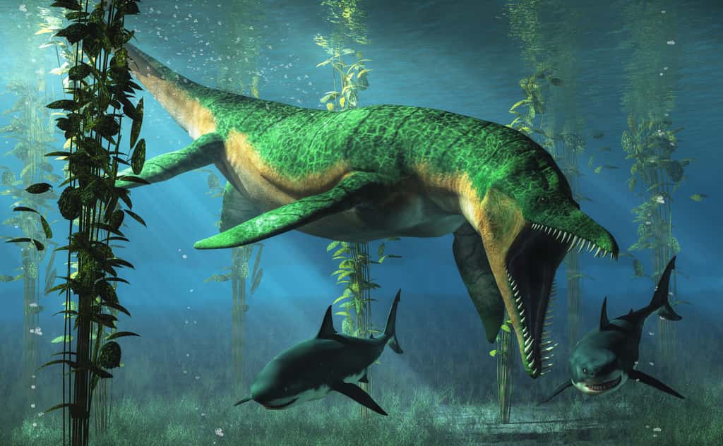 Ce fossile de pliosaure pourrait être le plus grand jamais trouvé. © Daniel Eskridge, Adobe Stock