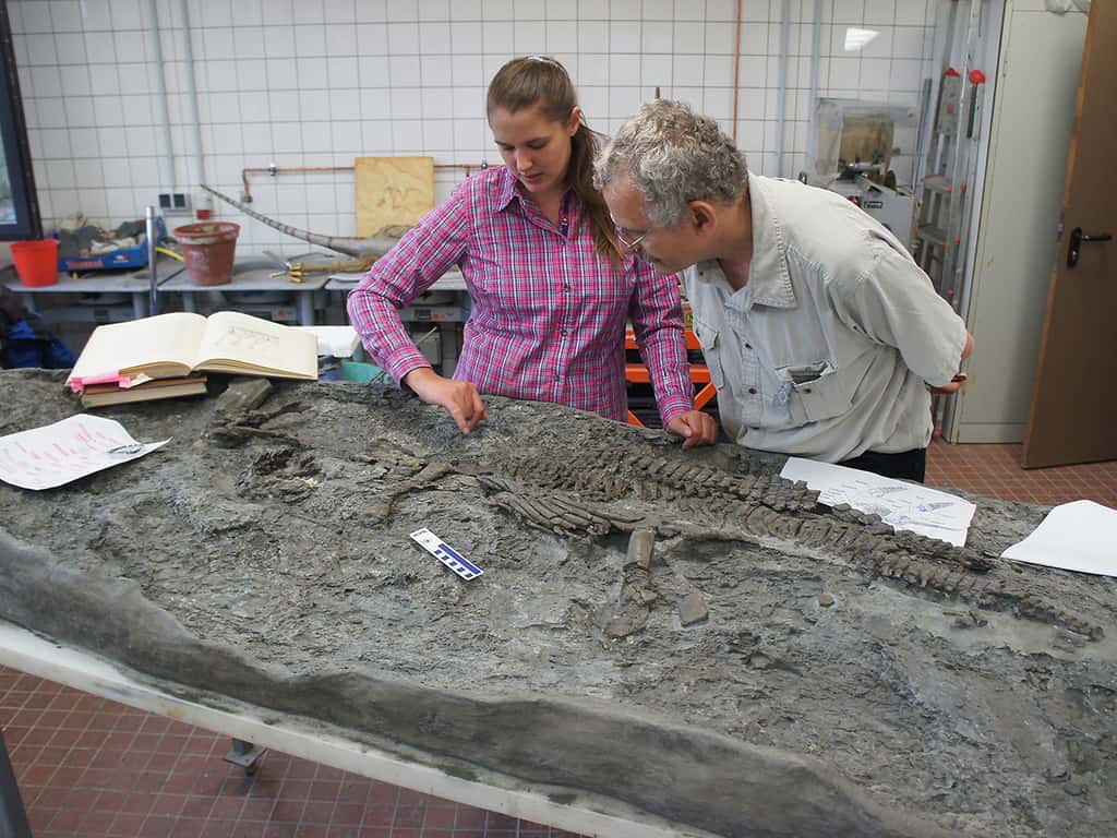 Les paléontologues Tanja Wintrich et Martin Sander examinant le fossile de <em>Rhaeticosaurus mertensi, </em>découvert en 2013 par un particulier en Westphalie (Allemagne). © Yasuhisa Nakajima 