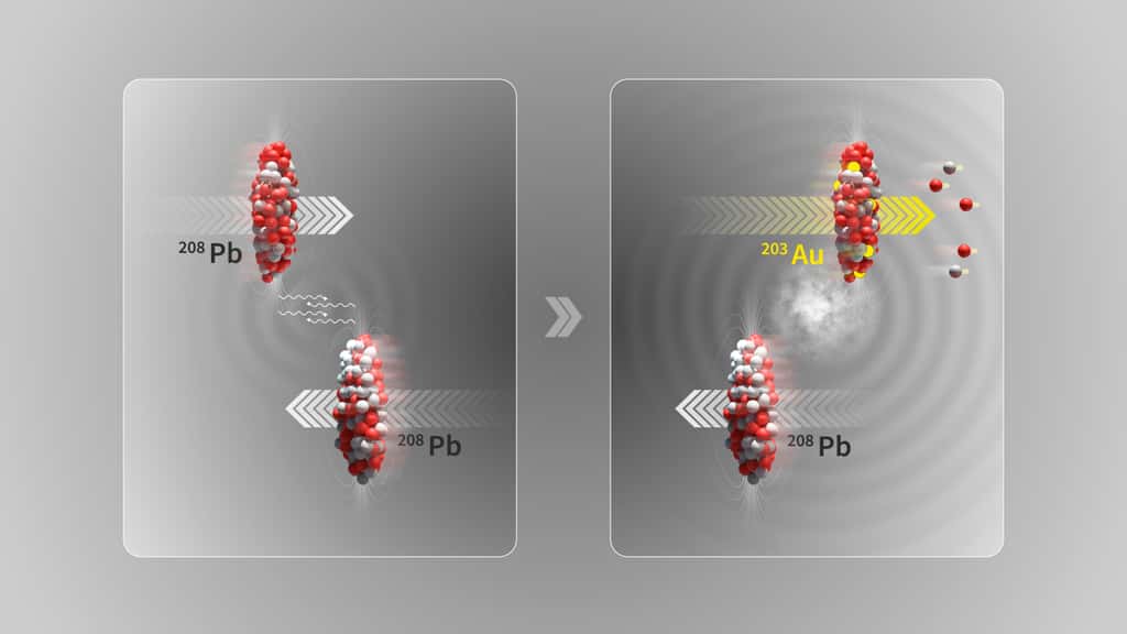 Illustration d’une collision ultrapériphérique où deux faisceaux d’ions plomb (<sup>208</sup>Pb) au LHC passent à proximité l’un de l’autre sans entrer en collision produisant un noyau d’or (<sup>203</sup>Au). (Voir plus d'explication ci-dessous.) © Cern