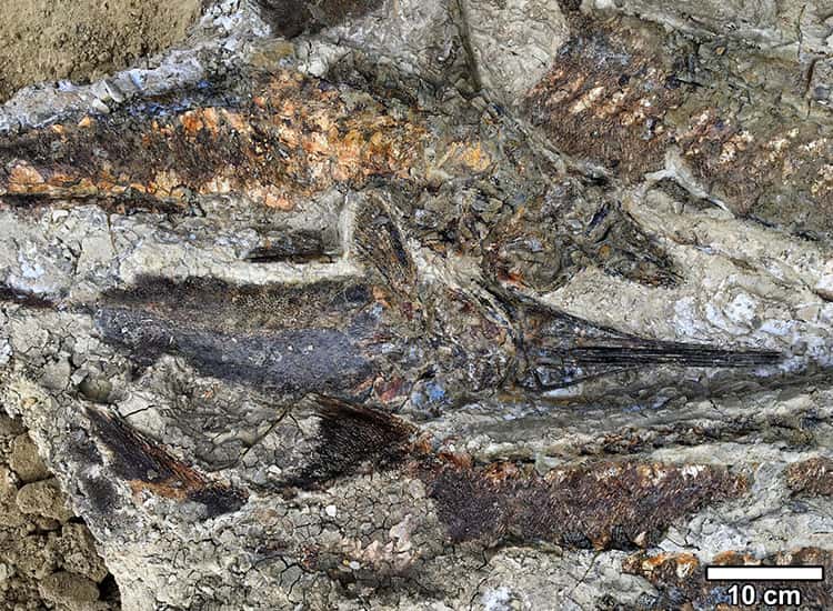 Les poissons d'eau douce morts en masses et dont les ouïes ont été obstruées par des tectites. © Robert DePalma 2019 UC Regents