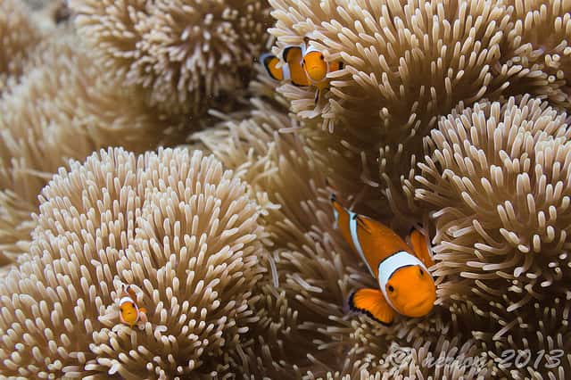 Les récifs coralliens pourraient disparaître en 2050 si les températures continuent à augmenter au rythme actuel. © Wim Hertog, Flickr, CC by nc nd 2.0