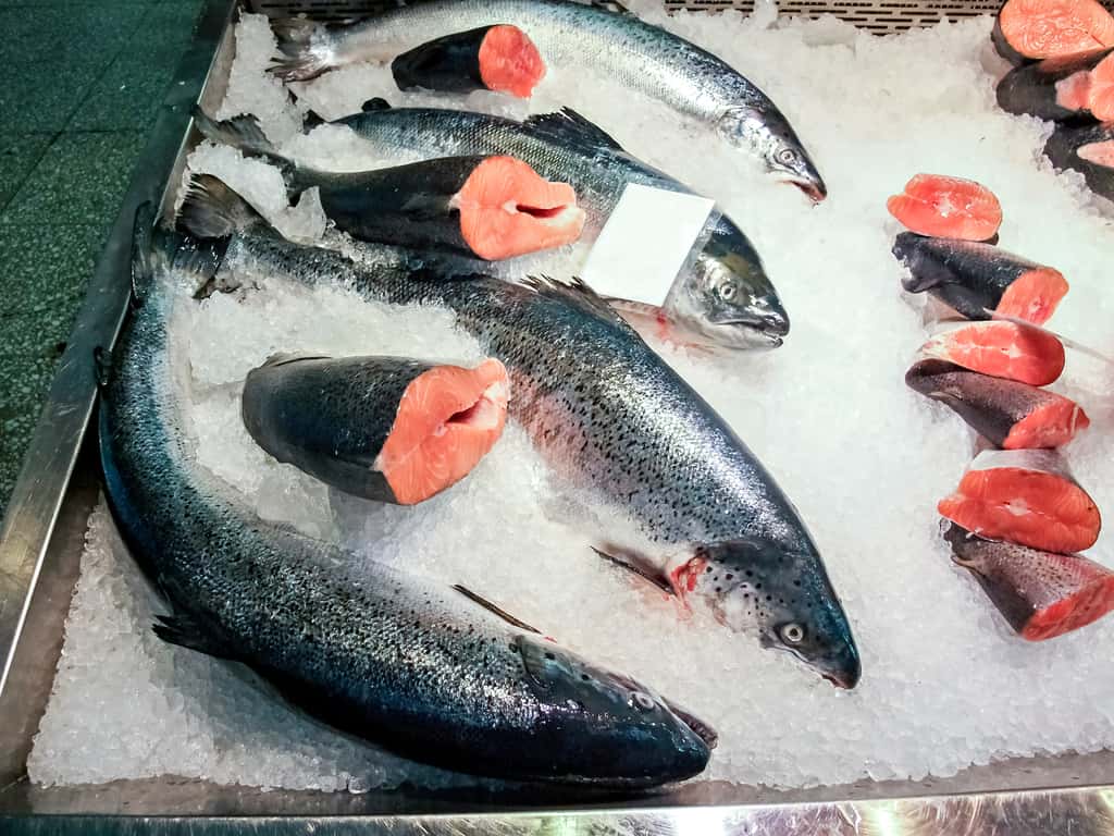  Des irrégularités dans les élevages ont été relevés lors de divers contrôles sanitaires et du saumon non réglementaire a pu être exporté illégalement. © sergei_fish13, Adobe Stock