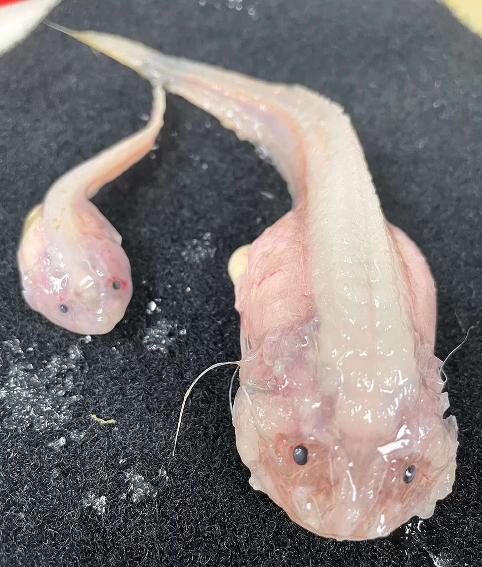 Les poissons-limaces constituent aussi la prise la plus profonde jamais effectuée, ces deux spécimens ont été pêchés à quelque 8 022 mètres de profondeur. © Minderoo-UWA Deep Sea Centre