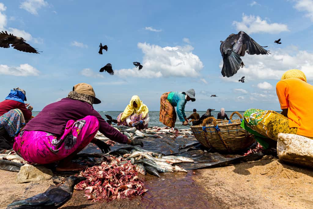 L’IPBES estime que plus de 55 % des océans sont exposés aux pressions exercées par la pêche industrielle. © Mikel Allica, Adobe Stock