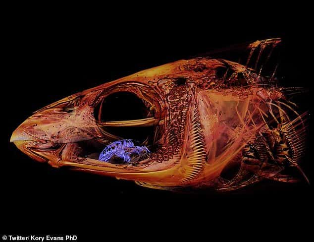 Étonnante découverte : un crustacé parasite remplace la langue de son hôte. © Kory Evans, Université de Rice, Houston