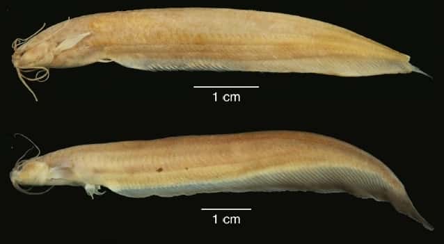 Les photographies de deux spécimens de <em>K. shajii</em> : le petit poisson mesurant moins de 10 cm n’a pas de nageoire dorsale mais une longue nageoire anale. © Lundberg <em>et al.</em>, 2014. <em>Proceedings of the Academy of Natural Sciences</em>