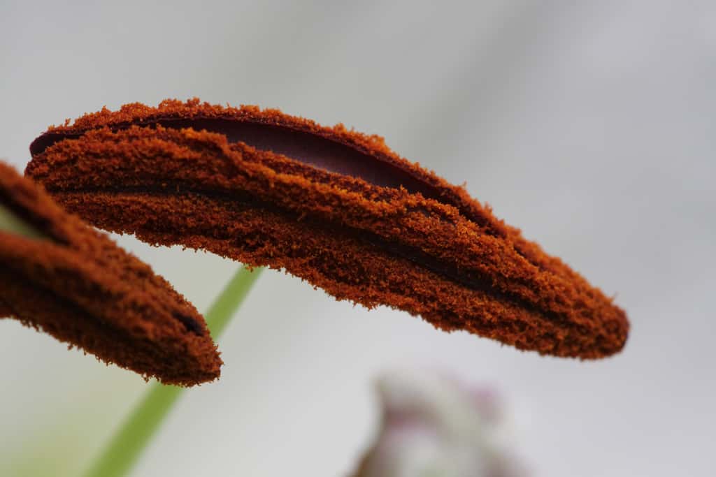 Les grains de pollen sont des gamétophytes, car ils renferment les gamètes mâles des plantes à fleurs. Selon les espèces, ils mesurent entre 7 et 150 µm de long. Ils sont initialement contenus dans des anthères, aux extrémités des étamines (à l'image). © Jeremy Vandel, Flickr, cc by 2.0