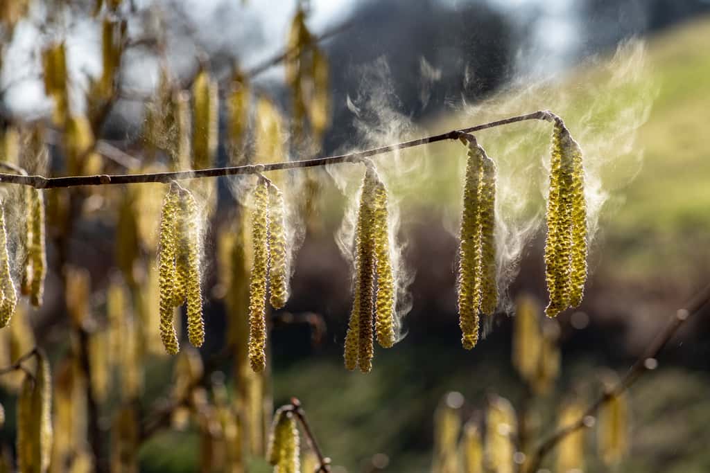 Du pollen anémophile s'échappant des chatons du noisetier, les fleurs mâles de l'arbre. © Jürgen Kottmann, Abode Stock