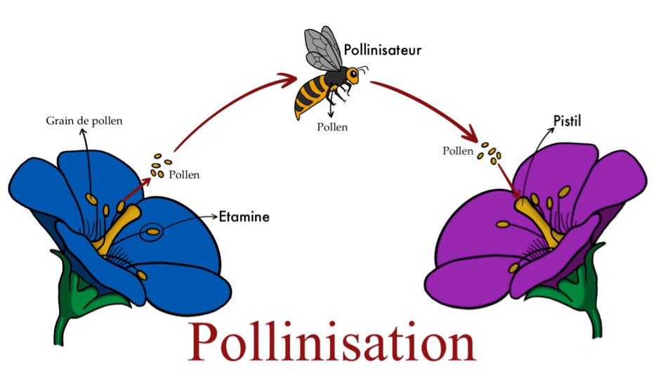 Schéma explicatif du processus de pollinisation. © Salomé Vercelot