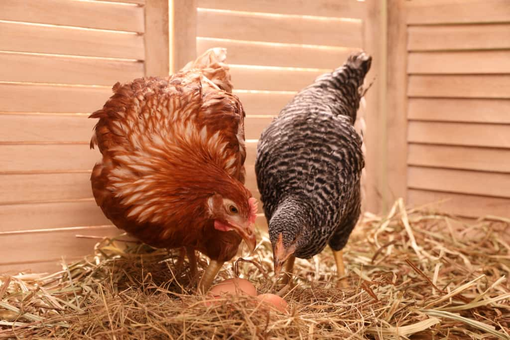 Une litière bien épaisse et propre est essentielle pour le bien-être de vos poules en hiver ! © New Africa, Adobe Stock