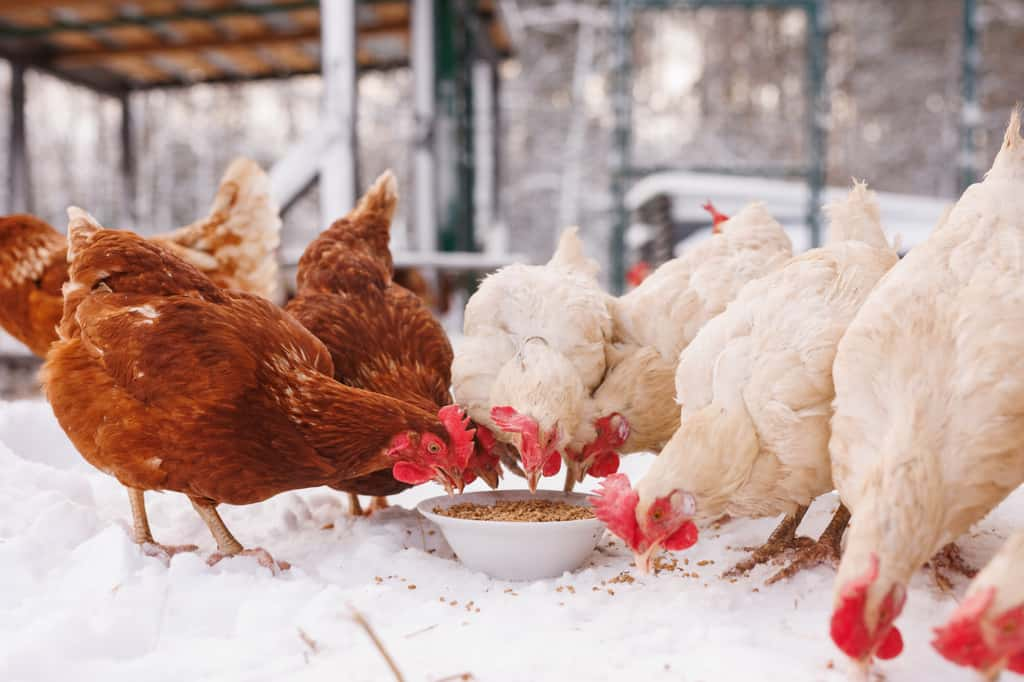 En hiver, pensez à faire quelques ajustements dans l'alimentation de vos poules ! © st.kolesnikov, Adobe Stock