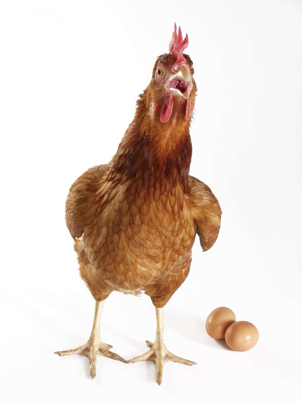 Les poules communiquent entre elles et peuvent sonner l’alerte en cas de danger. © gosphotodesign, Fotolia