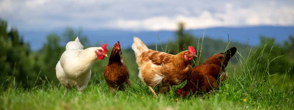 Les poules font partie des derniers représentants des dinosaures aviens. © Sonja Birkelbach, Adobe Stock