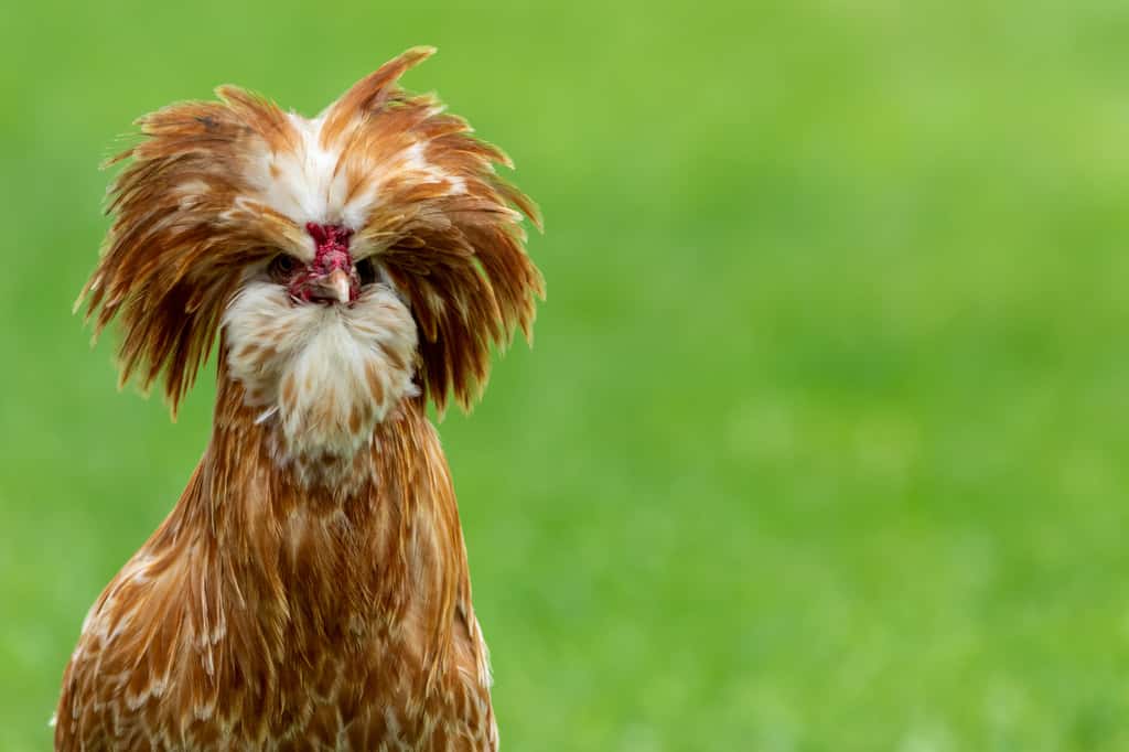 La poule padoue et son irrésistible huppe ! © Cheryl Fleishman/Wirestock, Adobe Stock