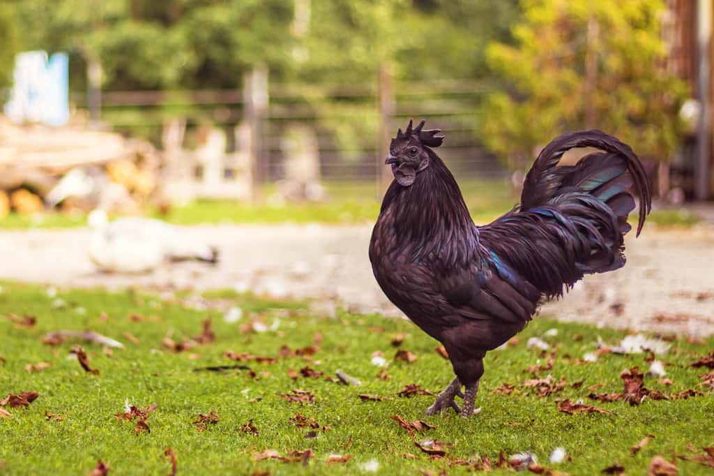 Ici, un coq Ayam Cemani, fier comme un paon ? © Roman, Adobe Stock