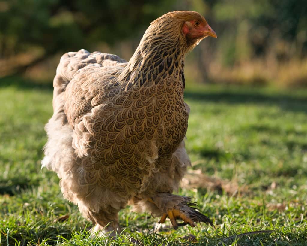 La poule brahma, plumée jusqu'à la pointe des pattes ! © Fred51, Adobe Stock 