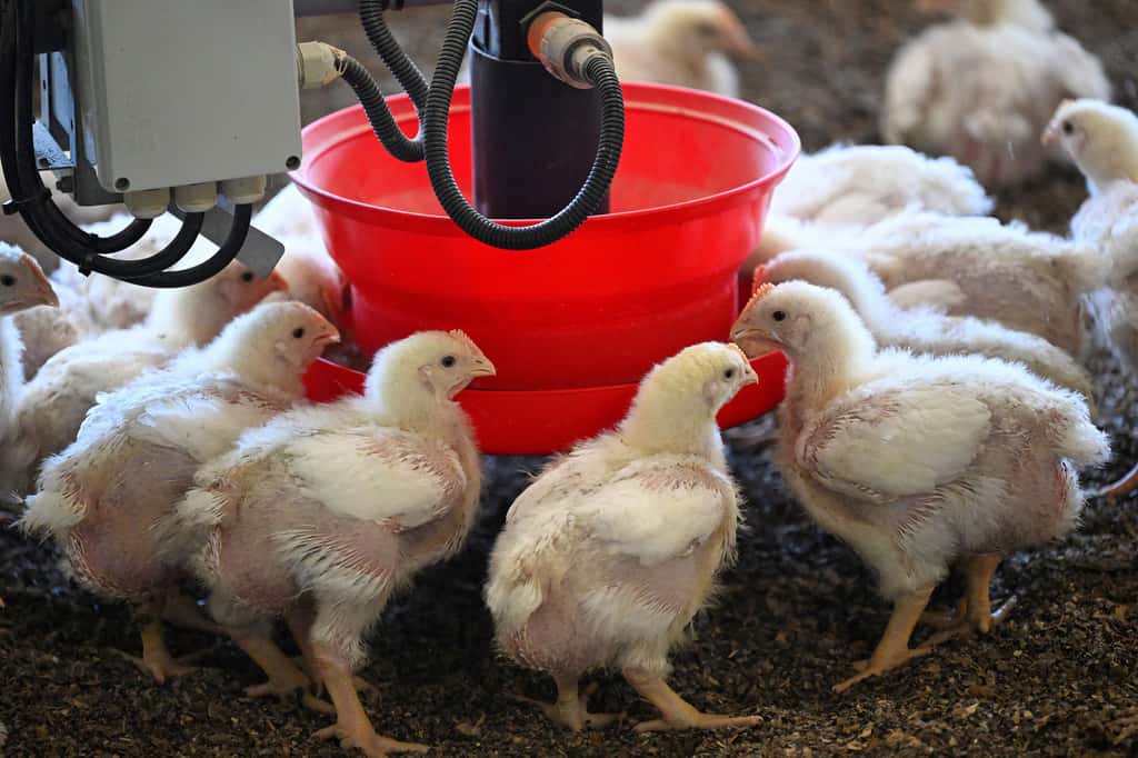 Pour remplacer la consommation de bœuf, le poulet semble être une solution du strict point de vue climatique. © Damien Meyer, AFP