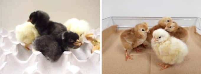 Les scientifiques de l'université d'Hiroshima ont produit des poulets (colorés sur les photos) qui pondent des œufs sans protéine ovomucoïde, en utilisant des outils d'édition du génome. © Ezaki <em>et al.</em> 2023, <em>Food and Chemical Toxicology</em>