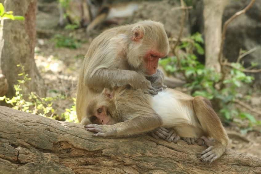 Mère macaque toilettant son jeune singe. Cette image illustre la façon dont les macaques établissent des relations avec leurs compagnons. © Noah Snyder-Mackler