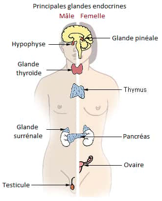 Le système endocrinien est constitué d'un groupe de glandes produisant des hormones. © Fuellbottle, <em>Wikipedia Commons,</em> CC by-sa-3.0