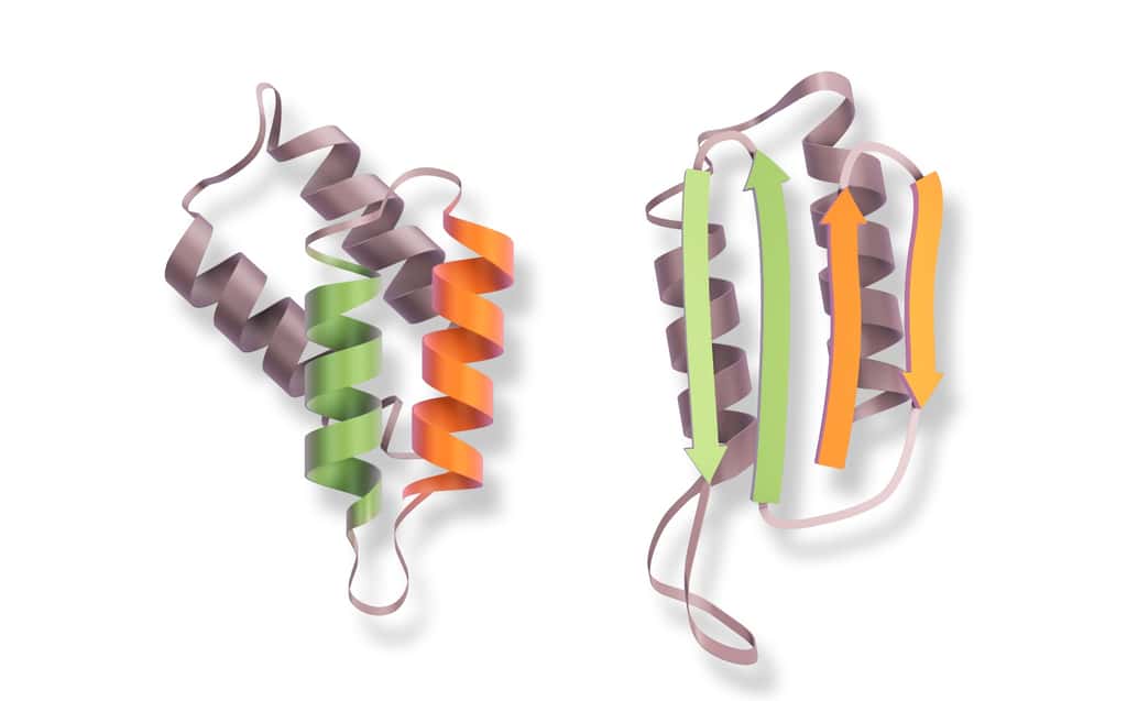 À gauche, la protéine prion normale, avec les hélices alpha. À droite, la protéine prion pathologique, avec les feuillets bêta. © Oscar, Adobe Stock