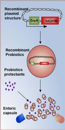 Aperçu schématique de la préparation et de la fonction des probiotiques de recombinaison. © Jiang, Yan et al. <em>Microbiology Spectrum</em> (2023)