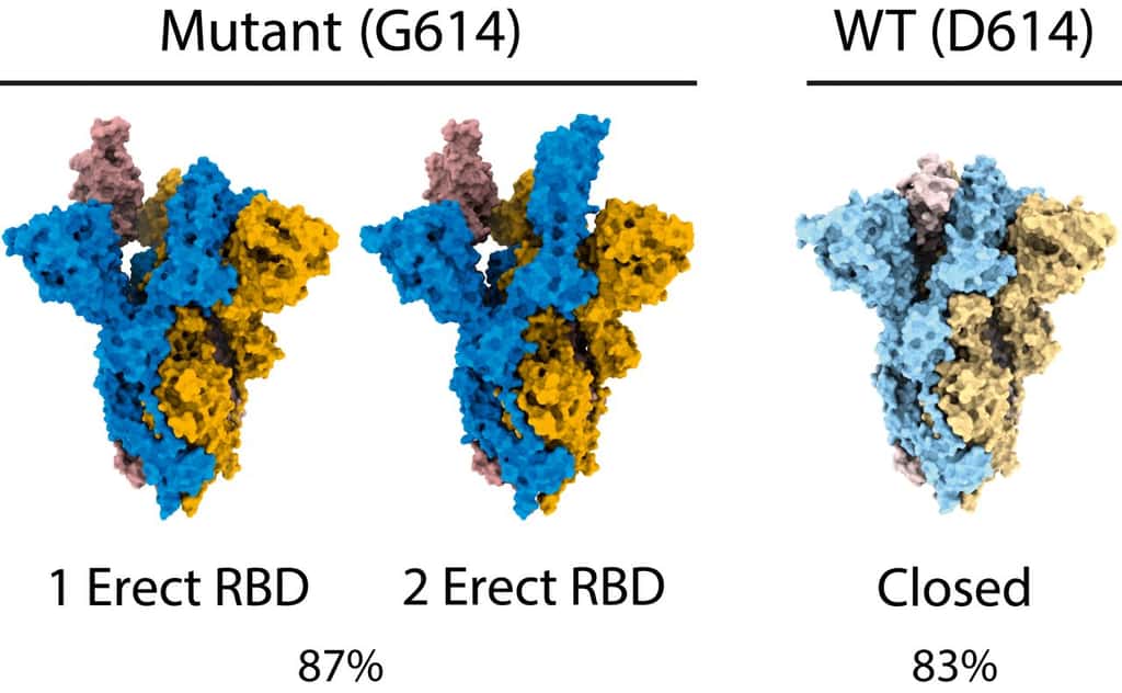 Sur le mutant D164G, 87 % des protéines S ont au moins un RBD (<em>receptor binding domain</em>) accessible, alors que les souches non mutées possèdent 83 % de protéine S fermée où le RBD n'est pas accessible. © Donald J. Benton et <em>al.,</em> <em>PNAS</em> 2021