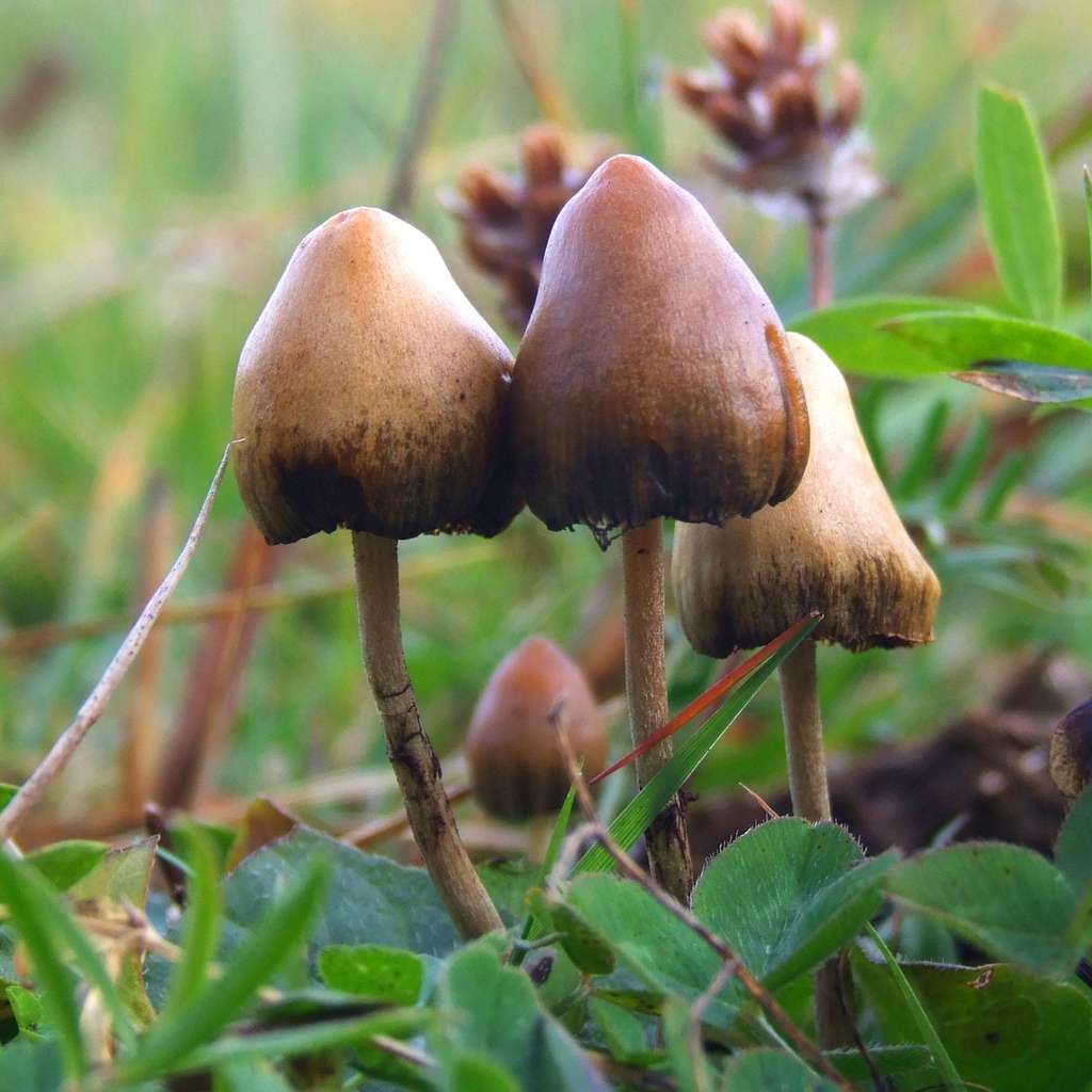  La psilocybine, substance active de certains champignons hallucinogènes tels que <em>Psilocybe semilanceata</em>, est étudiée depuis les années 1950, pour ses effets contre l'anxiété et la dépression. © Arp, <em>Wikimedia Commons</em>, CC by-sa 3.0