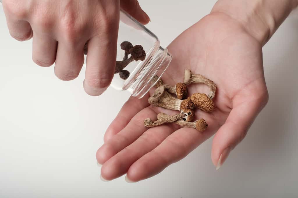 La majorité des participants ont déclaré avoir consommé des champignons contenant de la psilocybine. © Deep Roots, Abode Stock