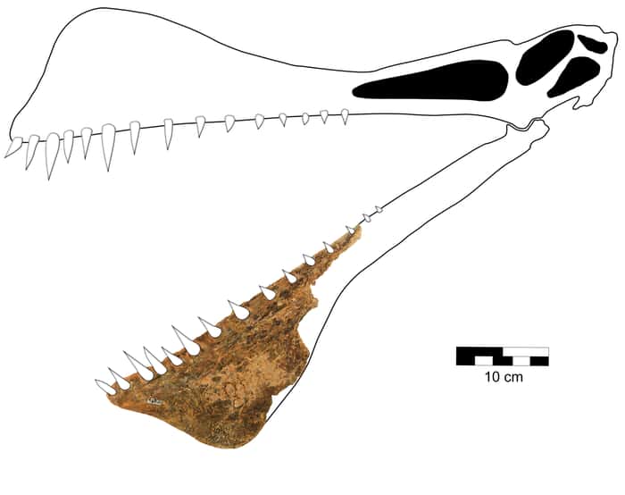 Reconstitution de la morphologie du crâne de <em>T. shawi</em> en fonction du fossile de mâchoire inférieure. © Richard et <em>al.</em>, 2021