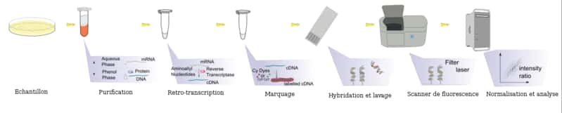   Les différentes étapes de la réalisation d'une puce à ADN © Wikimavi 2014, Wikipedia CC BY-SA 4.0