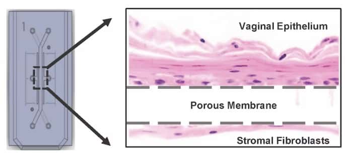 La puce vaginale contient des cellules épithéliales vaginales humaines vivantes dans le canal supérieur et des cellules de fibroblastes utérins humains dans le canal inférieur, séparées par une membrane perméable afin de reproduire la disposition des couches cellulaires dans le vagin humain. © Mahajan, Doherty <em>et al., Microbiome</em> 10, 201 (2022)