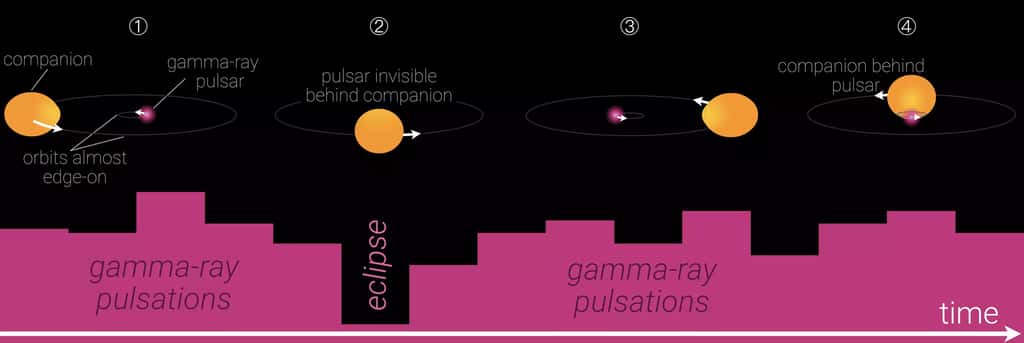 Un pulsar gamma dans un système binaire observé presque par la tranche est éclipsé par son compagnon. Ses pulsations gamma (affichées sur la durée d'une orbite en magenta en bas) s'évanouissent pendant l'éclipse tandis que le pulsar est invisible derrière le compagnon (2). Lorsque le pulsar est à droite (1), à gauche (3) ou devant (4) son compagnon, ses pulsations gamma sont observées. Le compagnon est déformé par la forte force de marée du pulsar. © Knispel, Institut Max Planck de physique gravitationnelle, Nasa GSFC